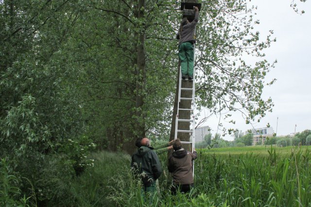 Ringen torenvalkjes Buylaers